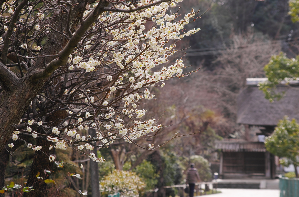 華姿光りて（龍寶寺）