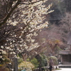 華姿光りて（龍寶寺）