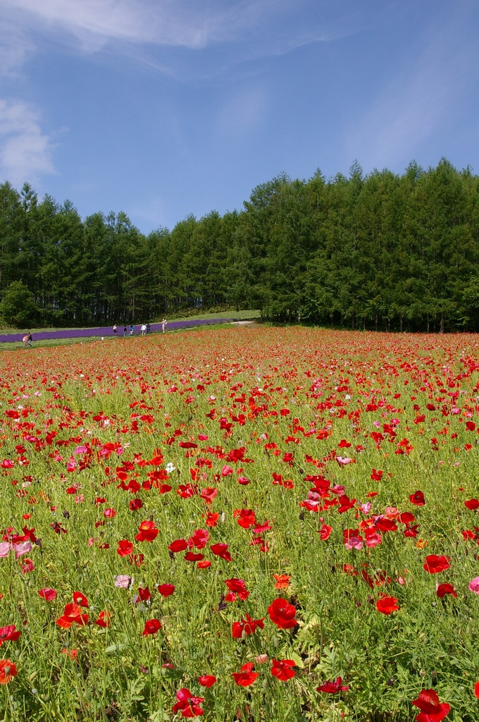 想い出の北海道5（2006/7）