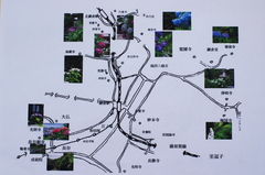 鎌倉紫陽花地図