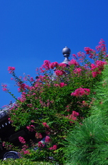 行く夏を惜しむⅠ(百日紅)