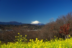 吾妻山公園からの富士