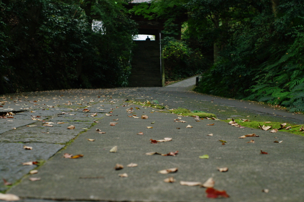 鎌倉ﾌﾟﾚ紅葉情報Ⅸ（ご参考）