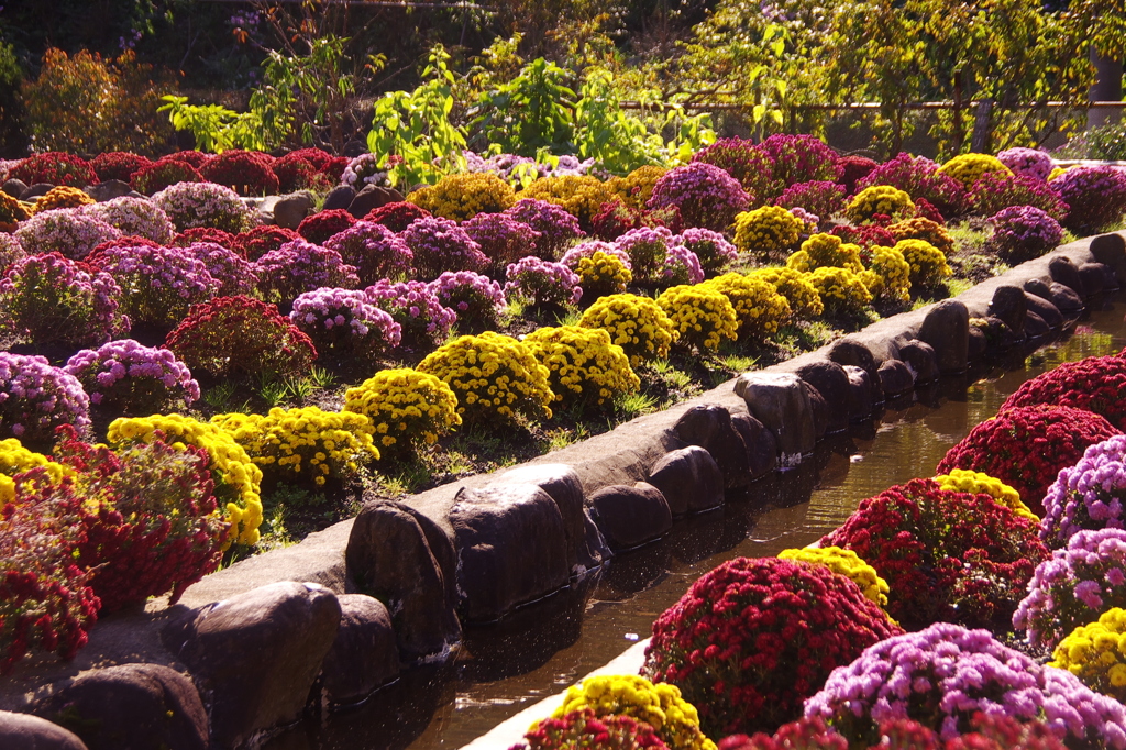 ざる菊（南足柄市大雄町花咲く里山地区）