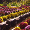 ざる菊（南足柄市大雄町花咲く里山地区）