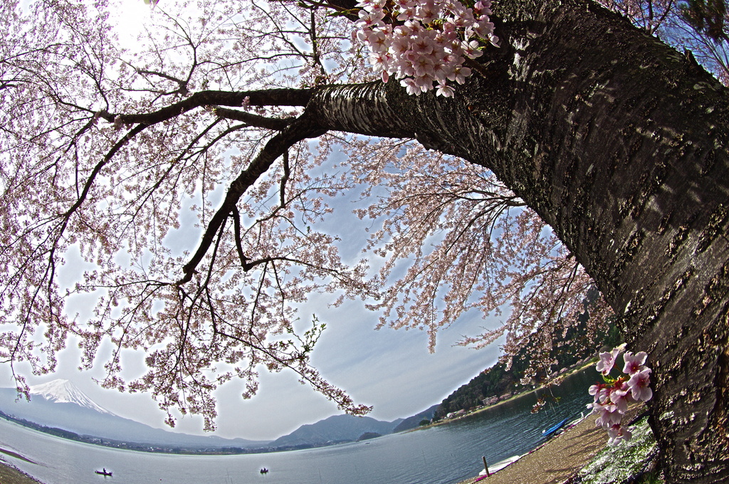 魚（がん）の花見