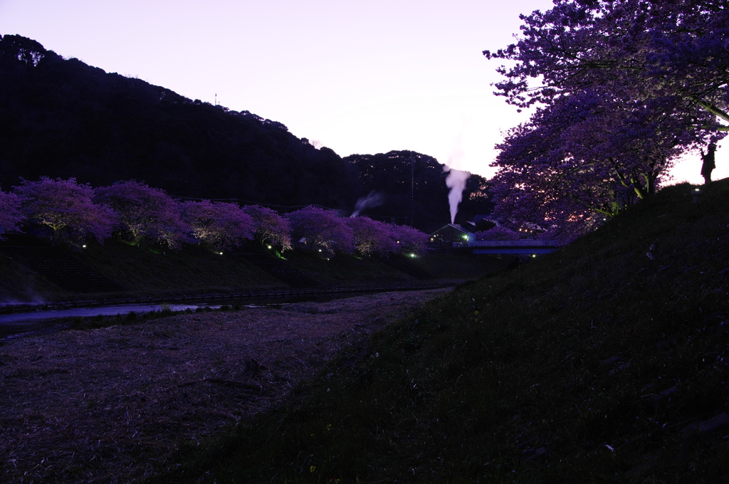 薄暮の桜(2010/2撮影）