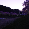 薄暮の桜(2010/2撮影）