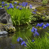 杜若（かきつばた）咲くころ