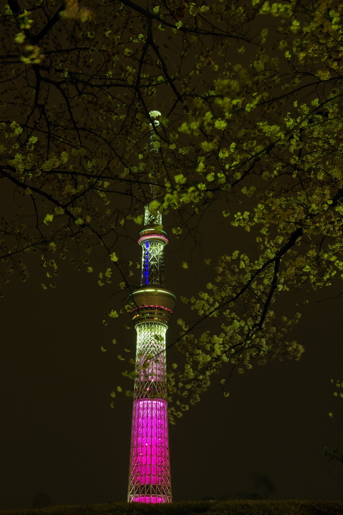 さくら　桜（ご参考）