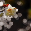 蜘蛛隠れおり