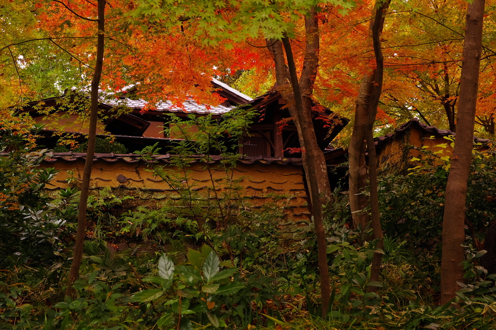 2012年紅葉情景（老欅荘着飾るⅠ）