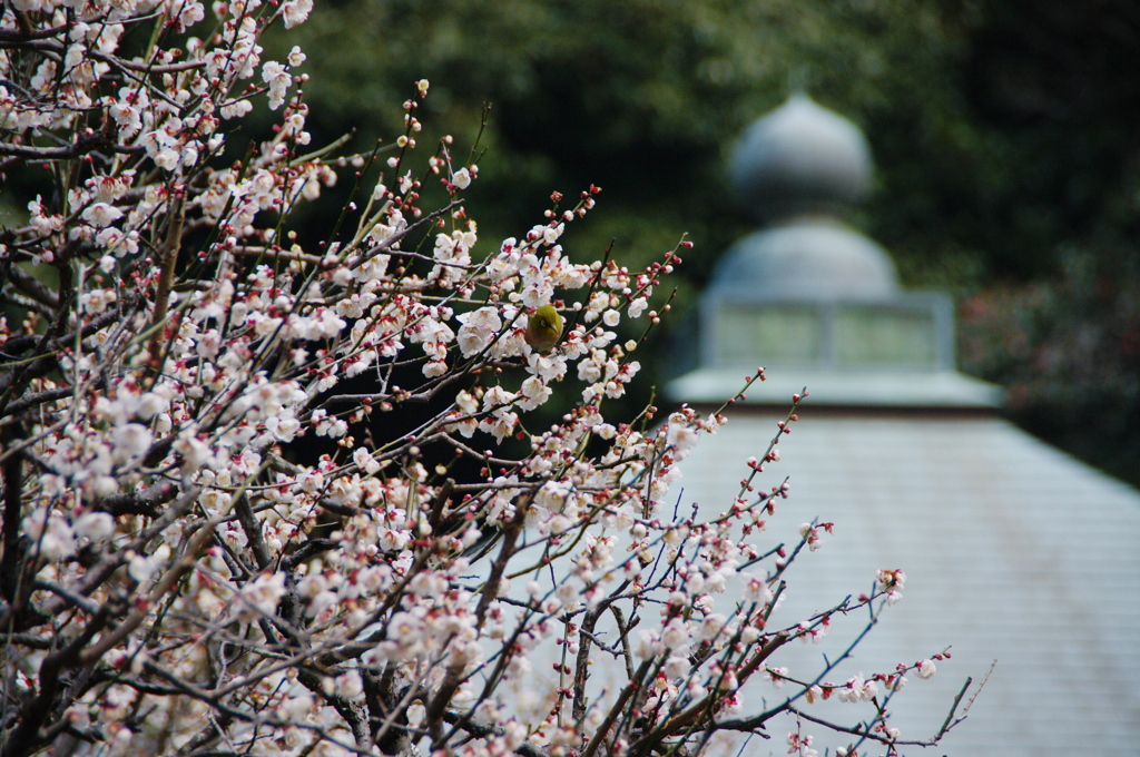 鎌倉梅の花情報（瑞泉寺）