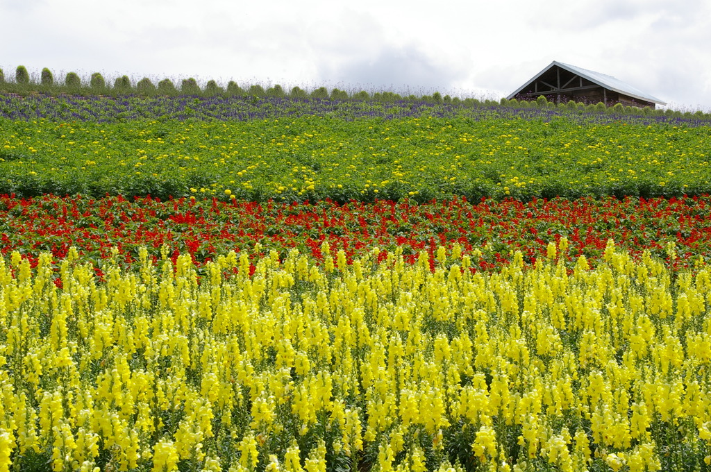 想い出の北海道7（2006/7）