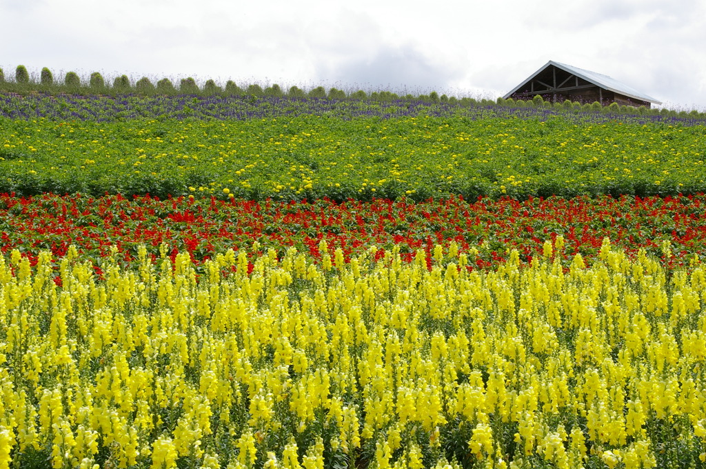 想い出の北海道7（2006/7）