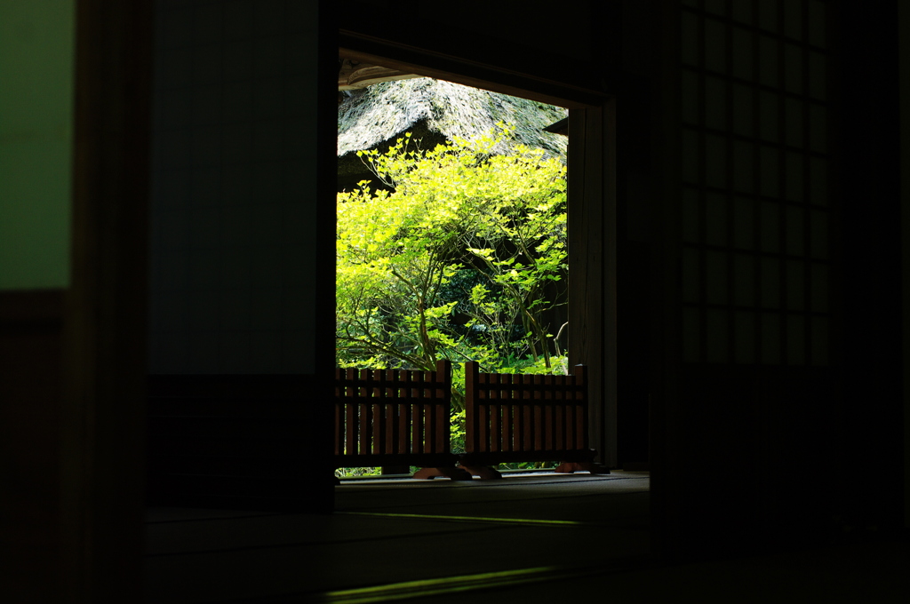 晩夏の緑