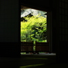 晩夏の緑
