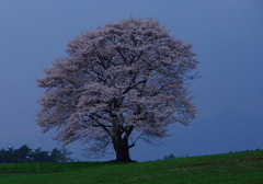 2008.4薄暮の一本桜