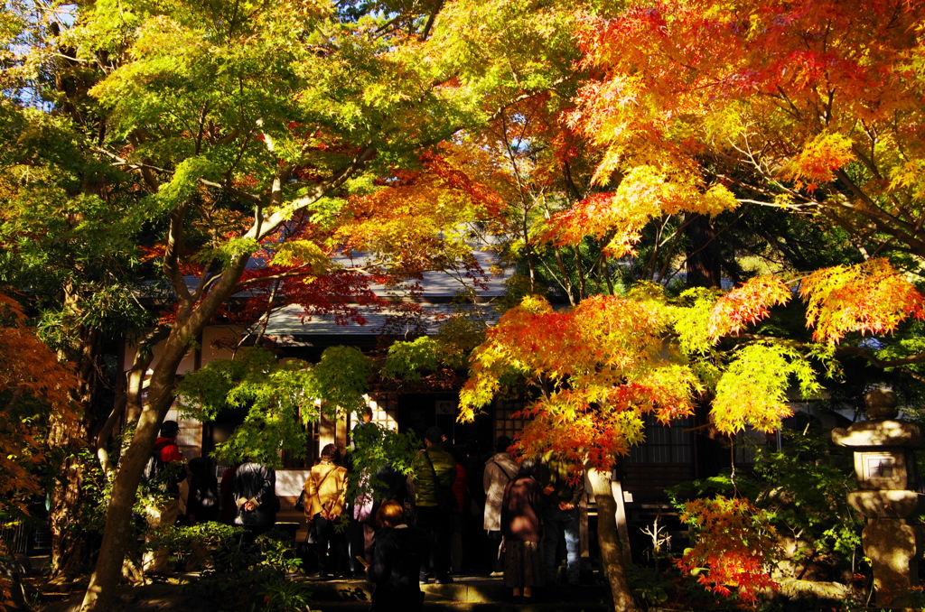 鎌倉紅葉情報2-10（覚園寺）