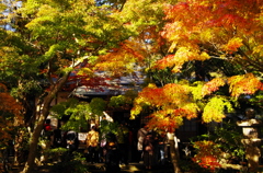 鎌倉紅葉情報2-10（覚園寺）