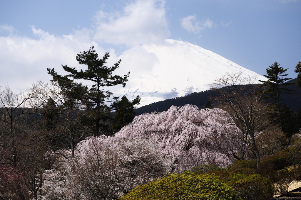富士憧憬Ⅸ（富士霊園）