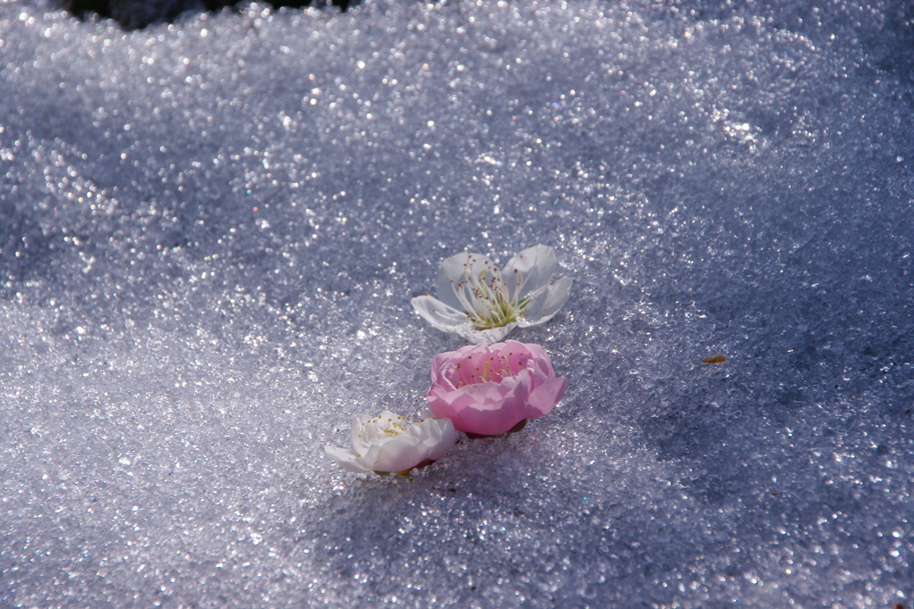 淡雪に咲く