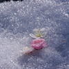 淡雪に咲く