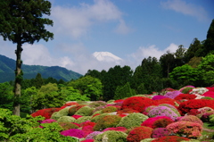 富士隠れ　期待しすぎの　つつじかな