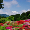富士隠れ　期待しすぎの　つつじかな