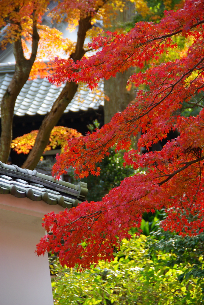 2007秋紅葉2