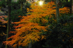 名残の紅葉Ⅱ（乙女装う：東慶寺）