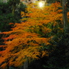 名残の紅葉Ⅱ（乙女装う：東慶寺）