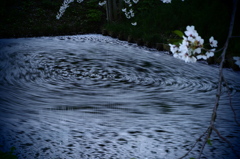 桜花流転