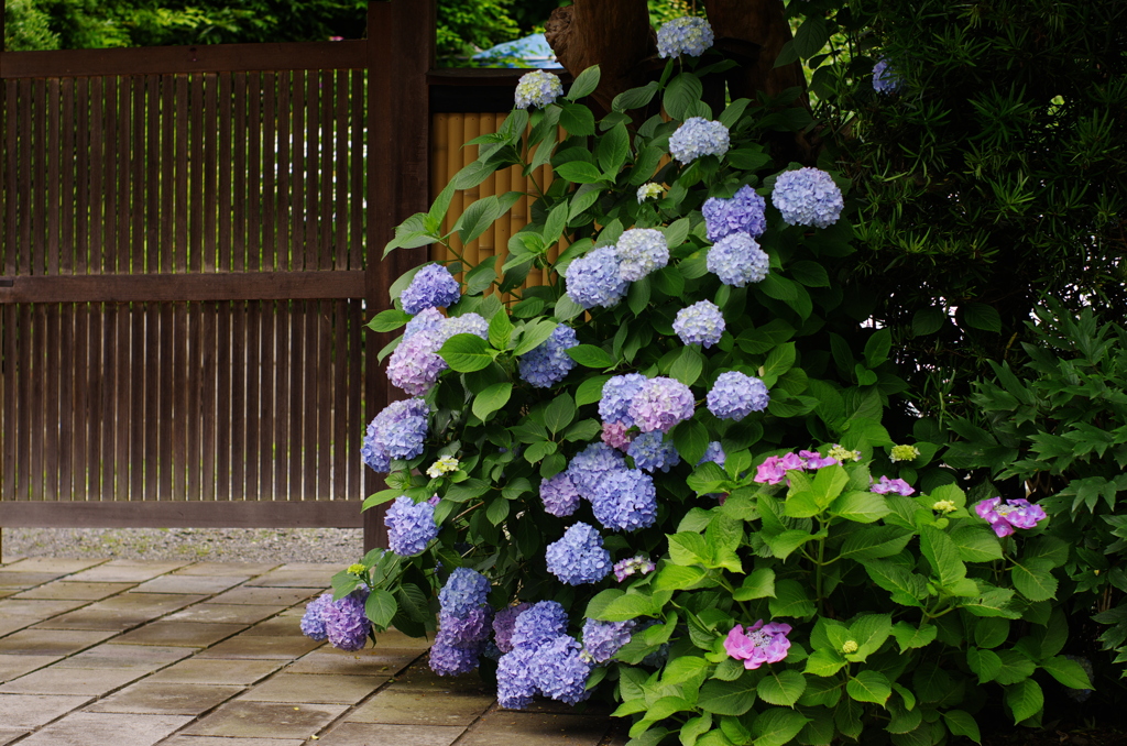 花にひかれて