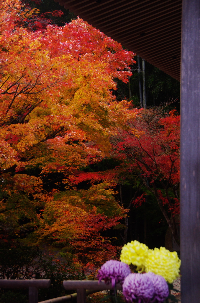 201011秋競演圓光寺