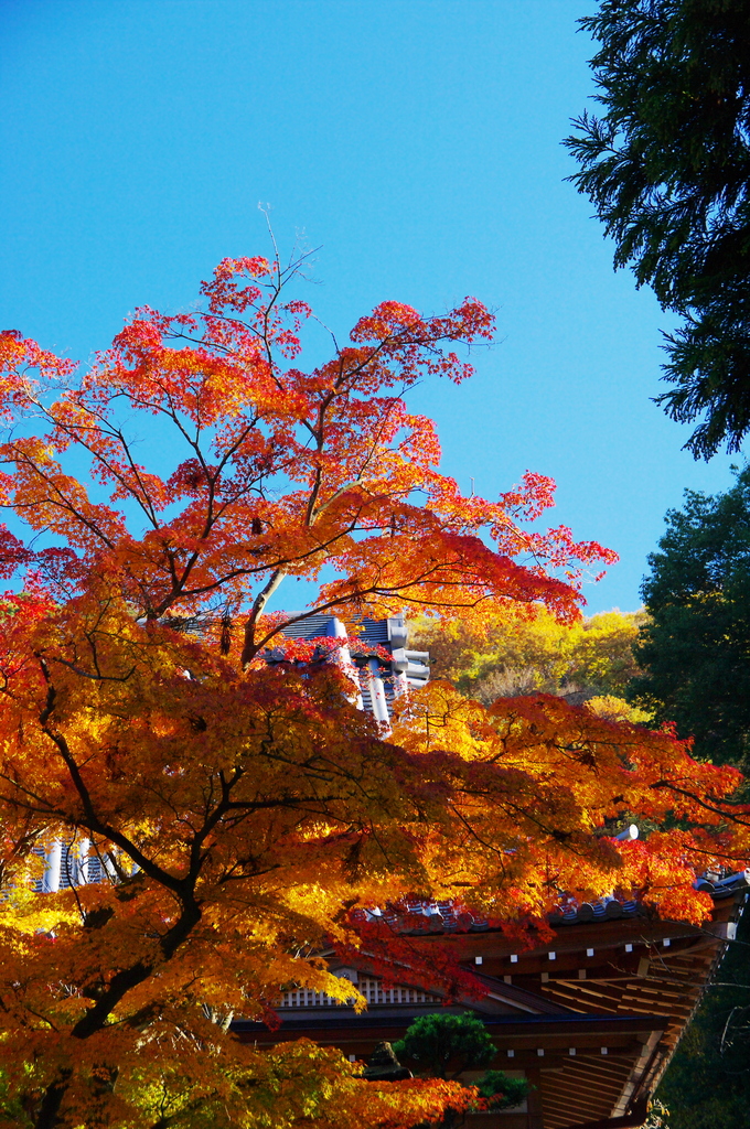 鳳凰の　羽ばたくように　紅葉もえ（2010年卓上ｶﾚﾀﾞｰ12月分β版)