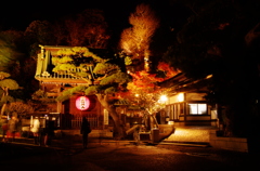 惜秋　長谷寺ライトアップ2