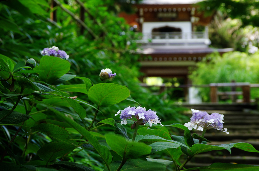 秋色探しⅧ（玉紫陽花）