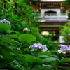 秋色探しⅧ（玉紫陽花）