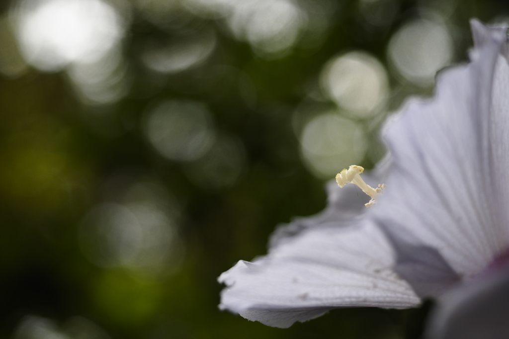 花の精