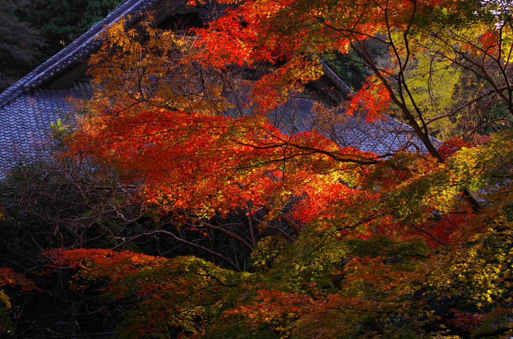 名残の紅葉Ⅰ（輝きて：妙本寺）