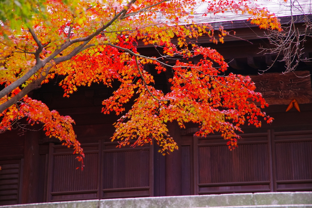 鎌倉紅葉情報2-8（長勝寺）