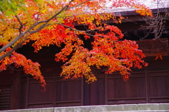 鎌倉紅葉情報2-8（長勝寺）
