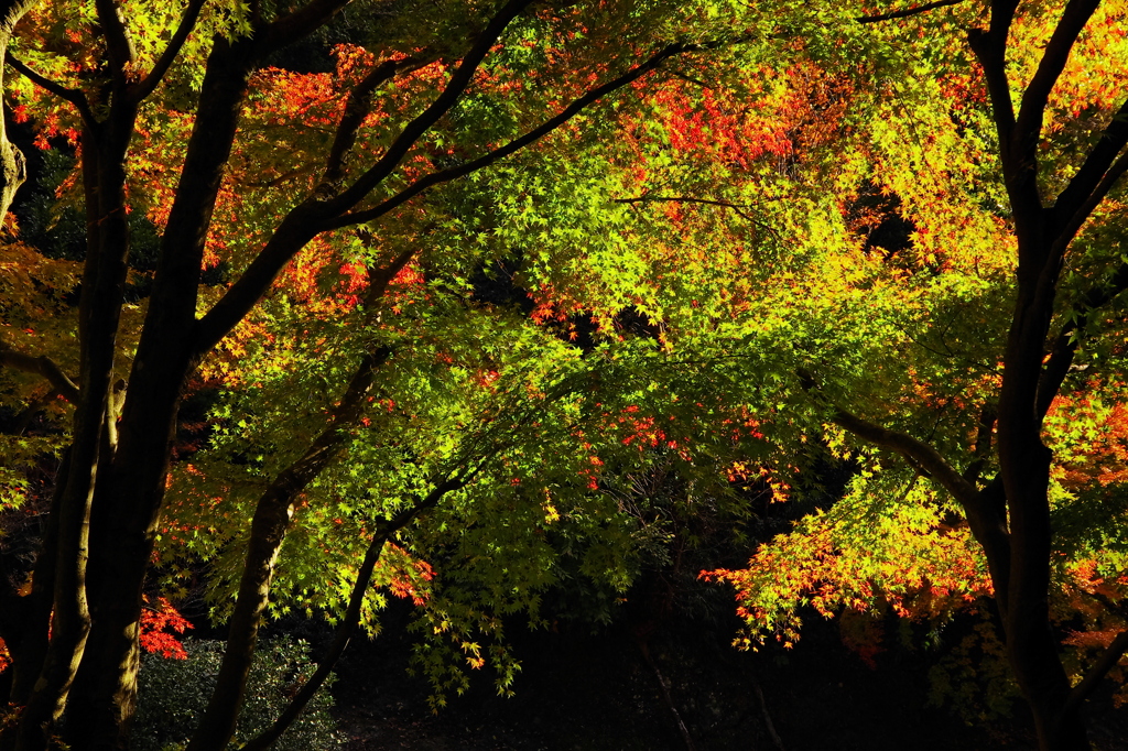 鎌倉紅葉情報2-6（明月院裏庭）