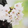 胴吹きでも