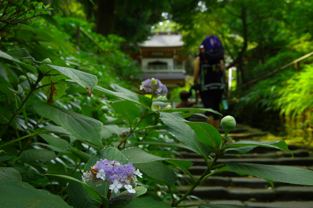 行く夏を惜しんでⅪ（玉紫陽花：たまあじさい）