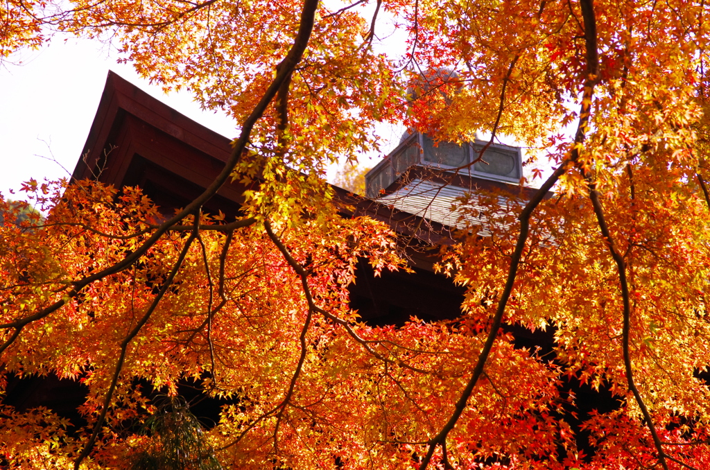 2012年紅葉情景（輝く：瑞泉寺）