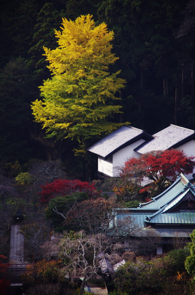 鎌倉紅葉情報Ⅱ（東慶寺）