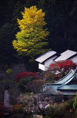鎌倉紅葉情報Ⅱ（東慶寺）