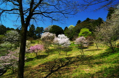 芽吹きと桜花と